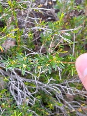 Picrodendraceae