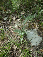 Anthemis ruthenica