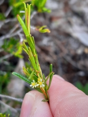 Picrodendraceae