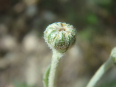 Anthemis ruthenica