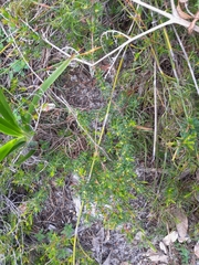 Picrodendraceae