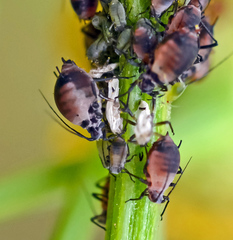 Metopeurum fuscoviride