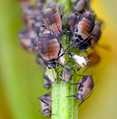 Metopeurum fuscoviride