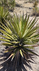 Yucca schidigera