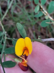 Bossiaea heterophylla