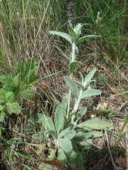 Stachys cretica