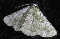 Aeolochroma hypochromaria