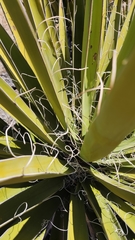 Yucca schidigera