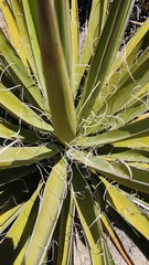 Yucca schidigera