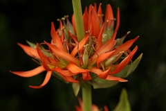 Gentiana lutea aurantiaca
