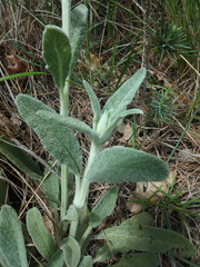 Stachys cretica