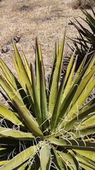 Yucca schidigera