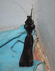 Deroplatys indica