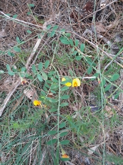Bossiaea heterophylla