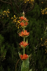 Gentiana lutea aurantiaca