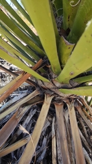 Yucca schidigera