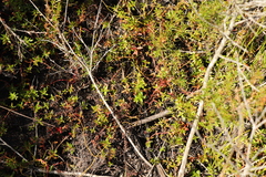 Laurembergia repens