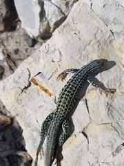 Aspidoscelis neotesselatus