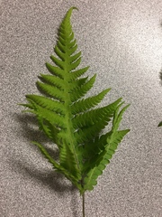 Pteridium aquilinum