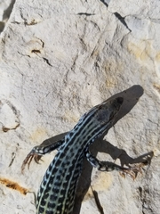 Aspidoscelis neotesselatus