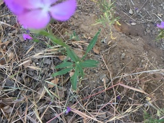 Clarkia bottae