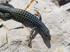 Aspidoscelis neotesselatus