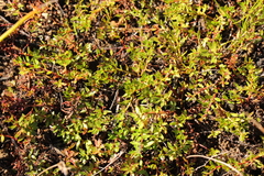 Laurembergia repens