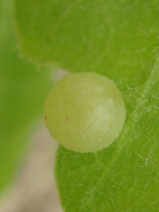 Neuroterus quercusbaccarum