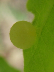 Neuroterus quercusbaccarum