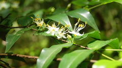Mouriri myrtilloides