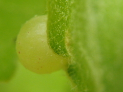 Neuroterus quercusbaccarum