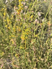 Acmispon glaber glaber