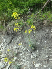 Erysimum cuspidatum