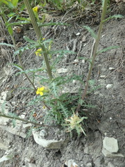 Erysimum cuspidatum