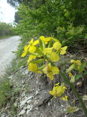 Erysimum cuspidatum