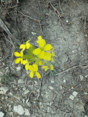 Erysimum cuspidatum