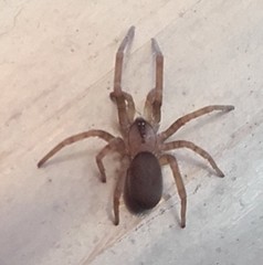 Filistata insidiatrix