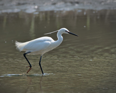 Egretta garzetta