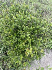 Symplocos paniculata