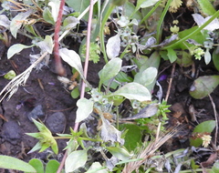 Hesperevax sparsiflora