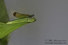 Calopteryx dimidiata