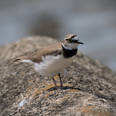 Charadrius dubius
