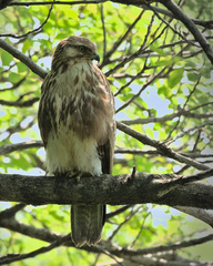 Eastern Buzzard photo 2