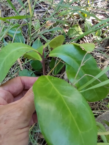 northern muttonwood (Myrsine porosa)