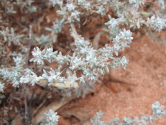 Camphorosmeae