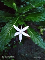 Hippobroma longiflora