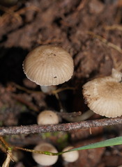 Roridomyces austrororidus