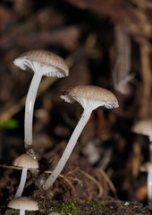Roridomyces austrororidus