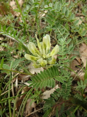 Astragalus cicer