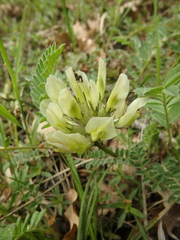 Astragalus cicer